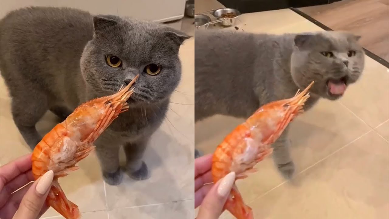 can cats eat shrimp Can Cats Eat Shrimp? [Raw, Cooked, Fried, Frozen, And Boiled]