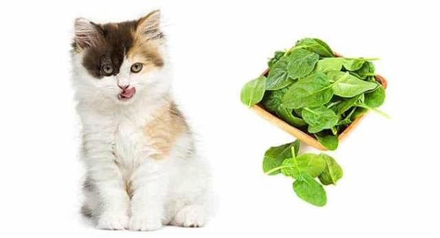 can cats eat spinach Can Cats Eat Spinach? [Raw, Cooked, or Canned]